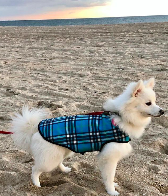 BIAS-PLAID-BLUE-DOG-COAT