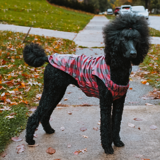 CHOMP-LONDON-DOG-RAINCOAT