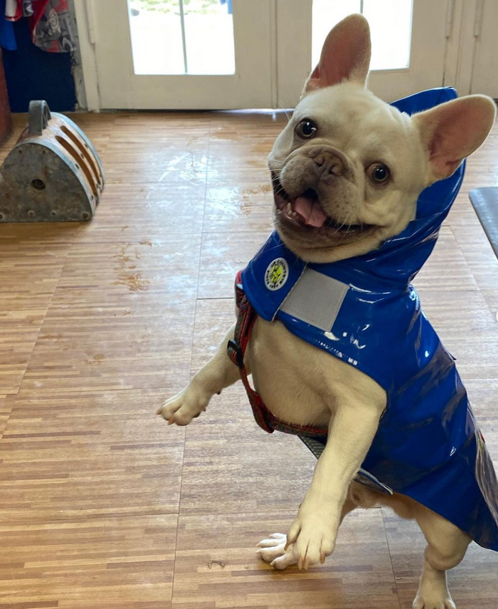 BLUE-ANCHOR-RAINCOAT-DOG-SLICKER