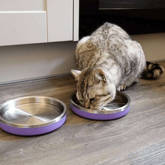 Silver tabby cat pictured eating from a shallow lilac coated stainless steel Rosewood Premium pet bowl in a kitchen environment.