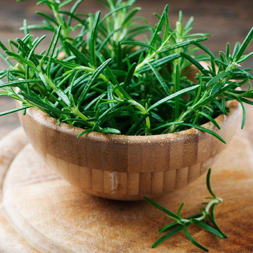Rosmarinus-Officinalis-Rosemary-Seeds