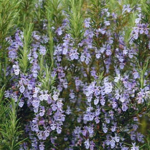Rosmarinus-Officinalis-Rosemary-Seeds