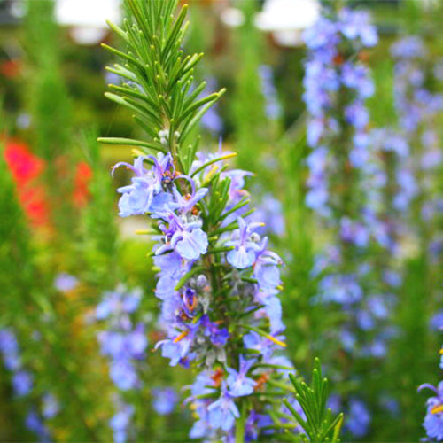 Rosmarinus-Officinalis-Rosemary-Seeds