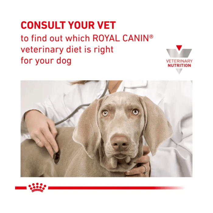 A Weimaraner dog is pictured on a vet table with a vet examining the dog. Above is red text on a white background 'Consult your Vet to find out which Royal Canin veterinary diet is right for your dog'.