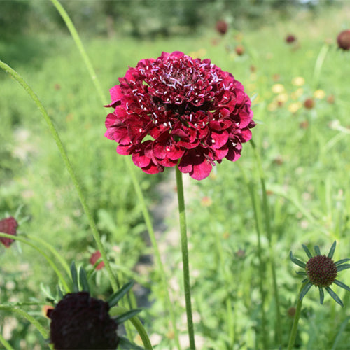 Scabiosa-Atropurpurea-Pincushion-Flowe-Seeds