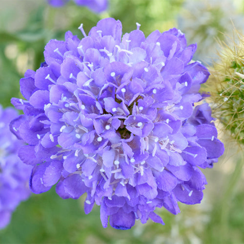 Scabiosa-Atropurpurea-Pincushion-Flowe-Seeds